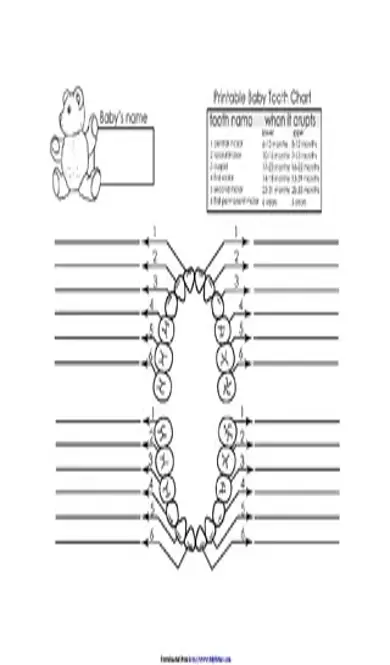 Baby Teeth Chart 1