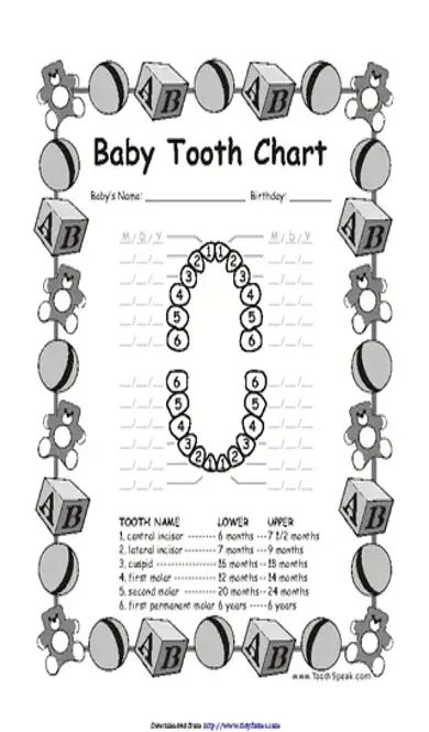 Baby Teeth Chart 2