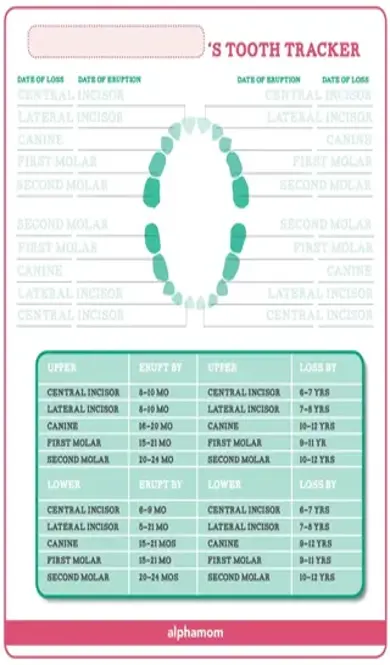 Baby Teeth Growth Tracker Template