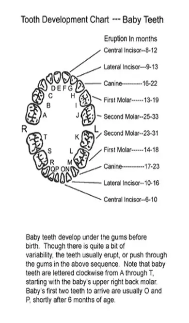 Babytoothdevelopmentchart