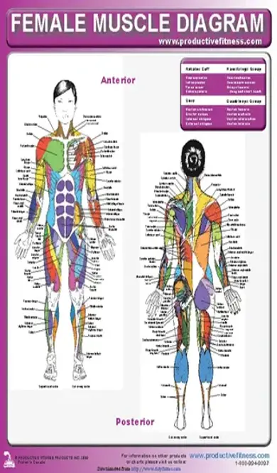 Female Muscle Diagram