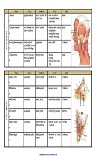 Muscle Chart 1