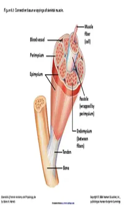 Muscle Chart 2