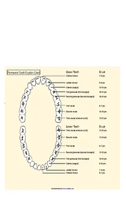 Permanent Tooth Eruption Chart