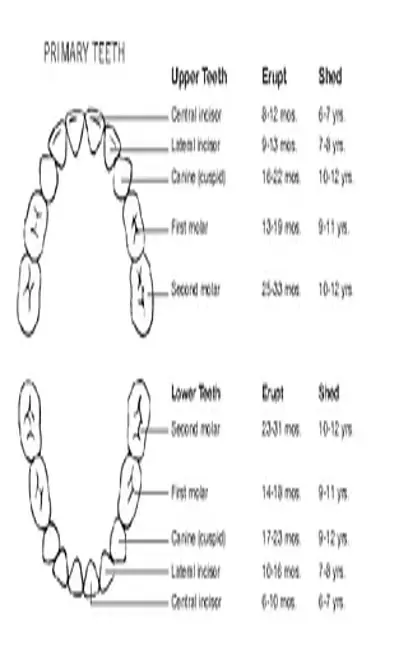 Primary Teeth Eruption Chart Template