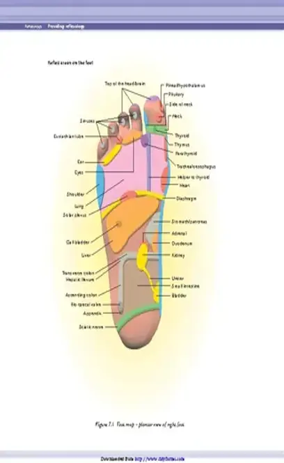 Reflexology Chart 1