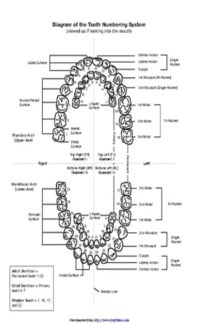 Teeth Numbers Chart