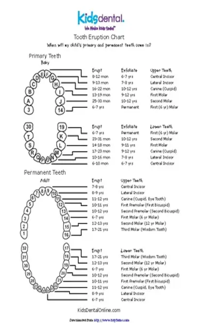 Tooth Eruption Chart